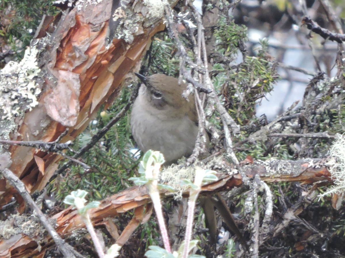 Mouse-colored Thistletail - ML62611101