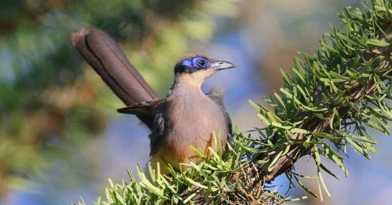 Olive-capped Coua - ML626111139