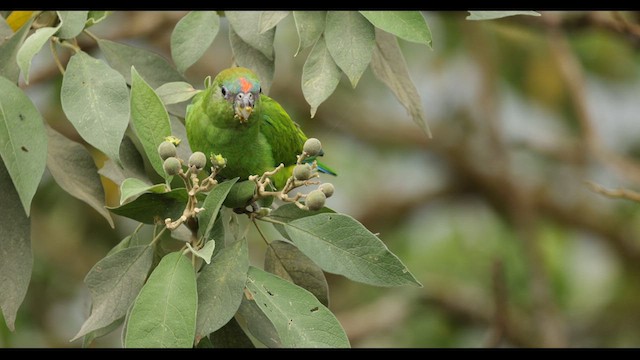 Pileated Parrot - ML626111148