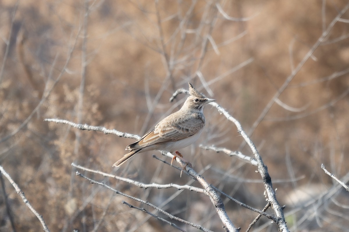 Crested Lark - ML626111331