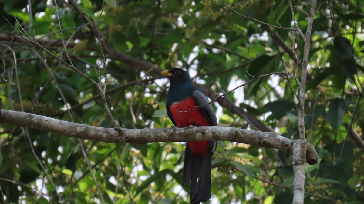 Black-tailed Trogon - ML626111616