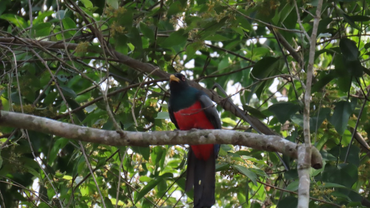 Black-tailed Trogon - ML626111617
