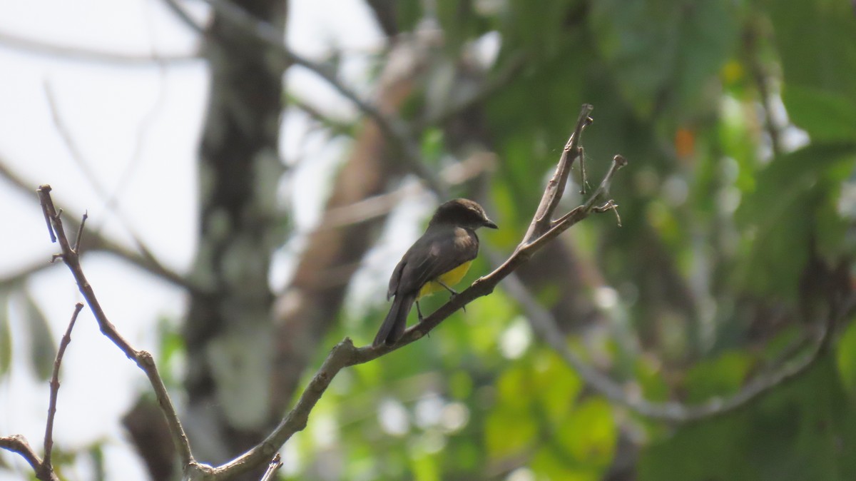 Dusky-chested Flycatcher - ML626111781