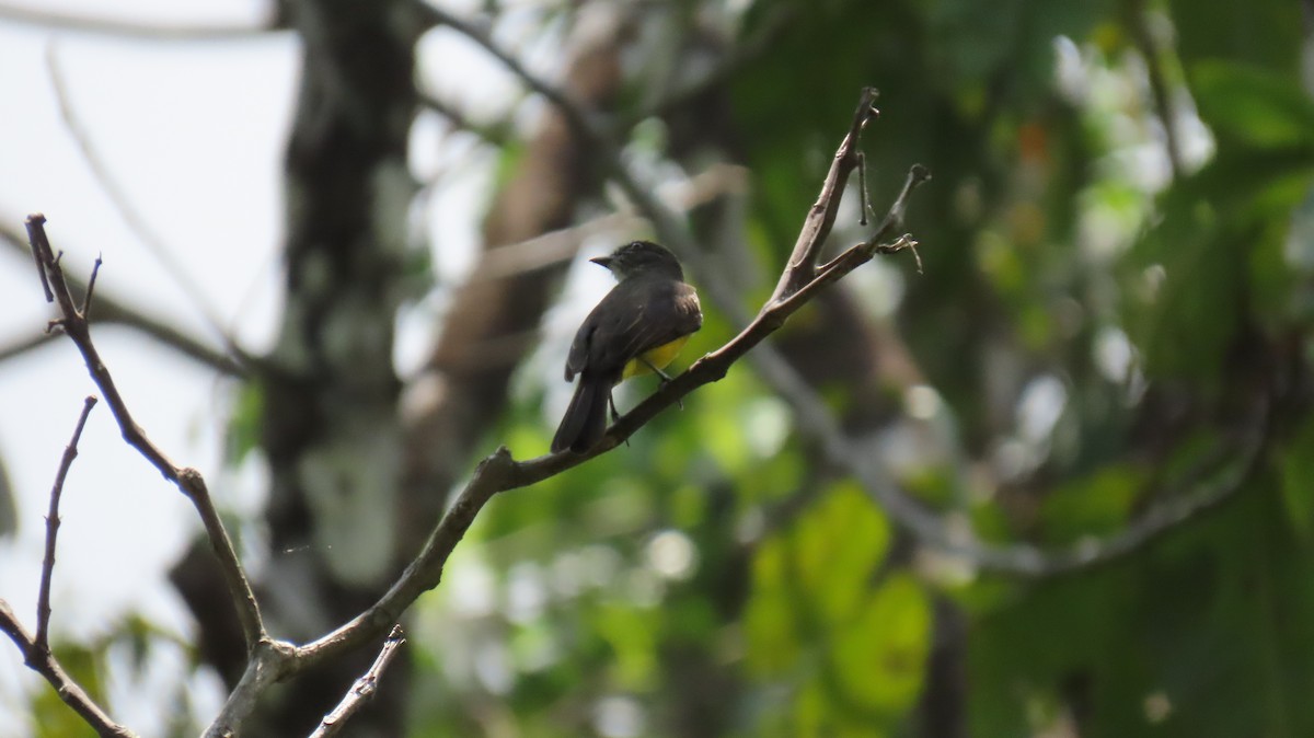 Dusky-chested Flycatcher - ML626111782