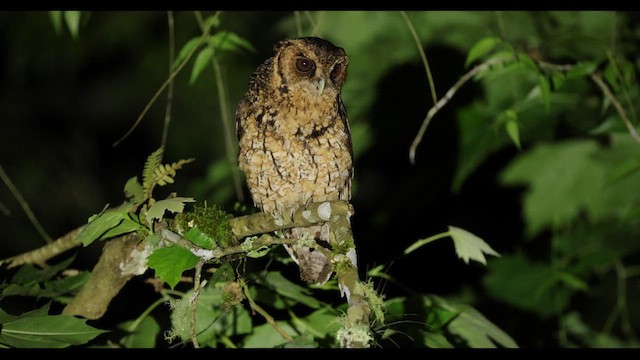ミミナガオオコノハズク - eBird