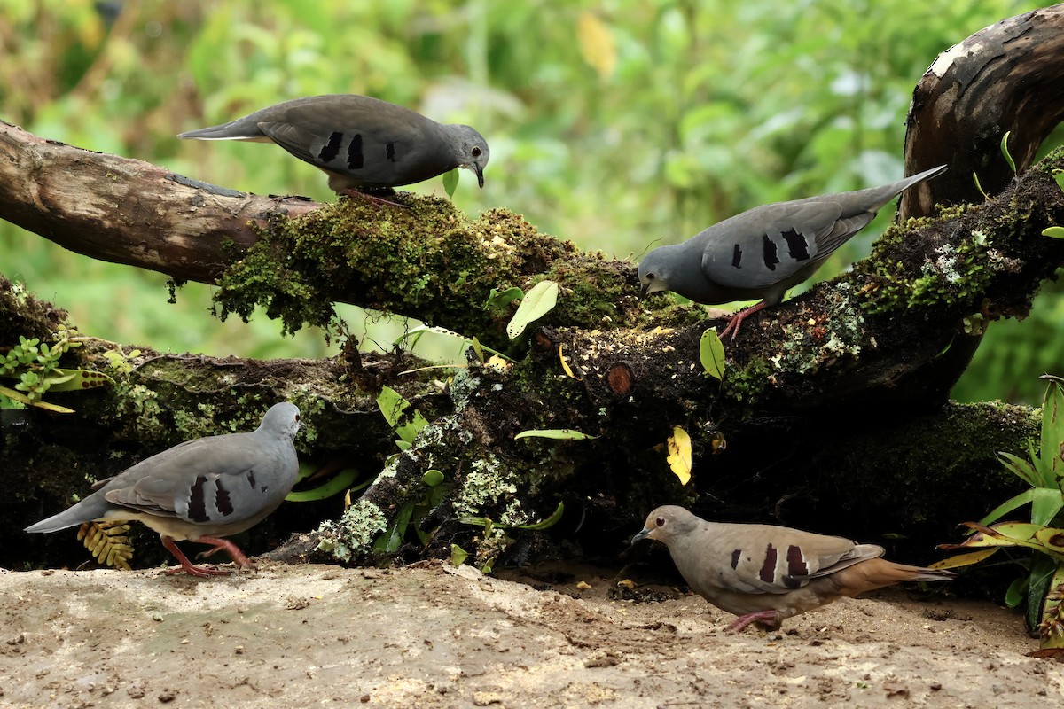 Maroon-chested Ground Dove - ML626111833