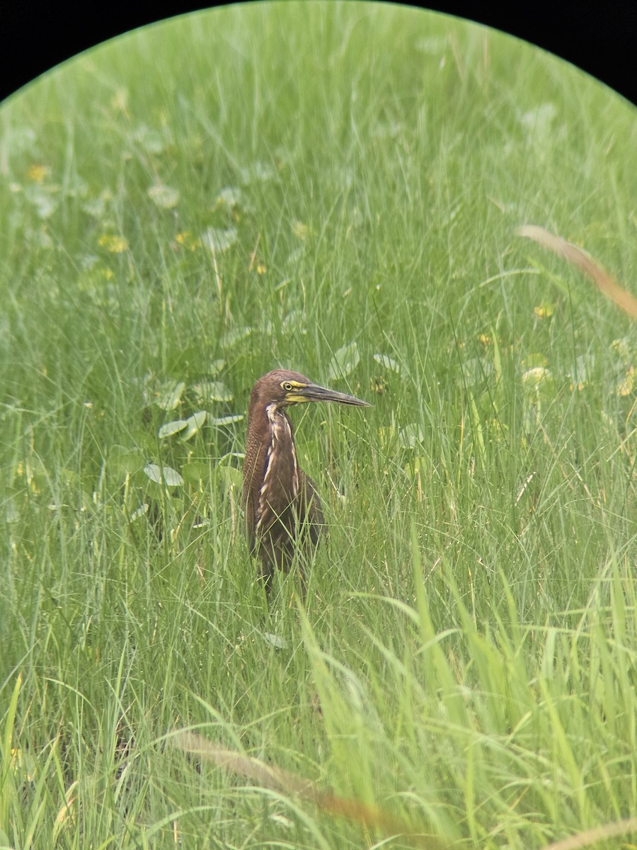 Rufescent Tiger-Heron - ML626111856