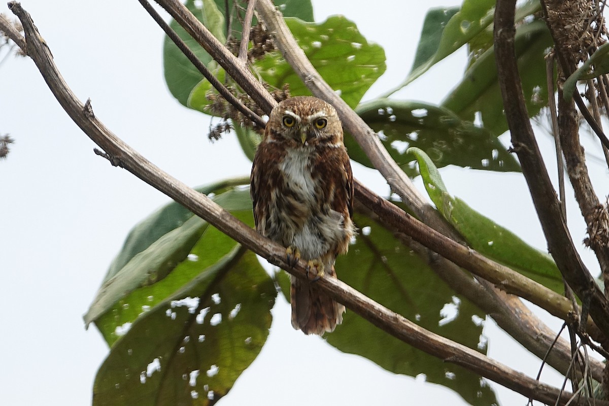 Yungas Pygmy-Owl - ML626111907