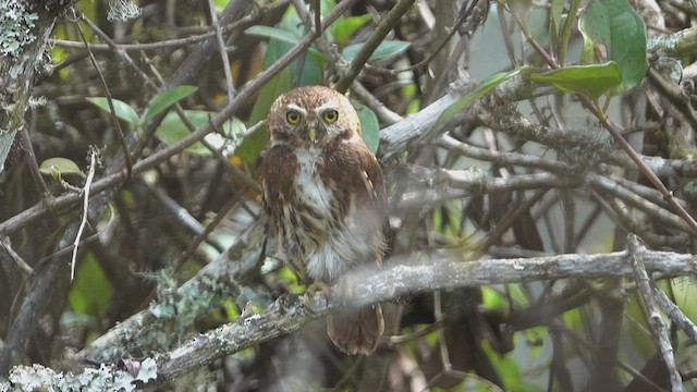 Yungas Pygmy-Owl - ML626111909