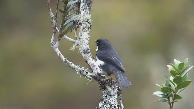Moustached Flowerpiercer - ML626111928