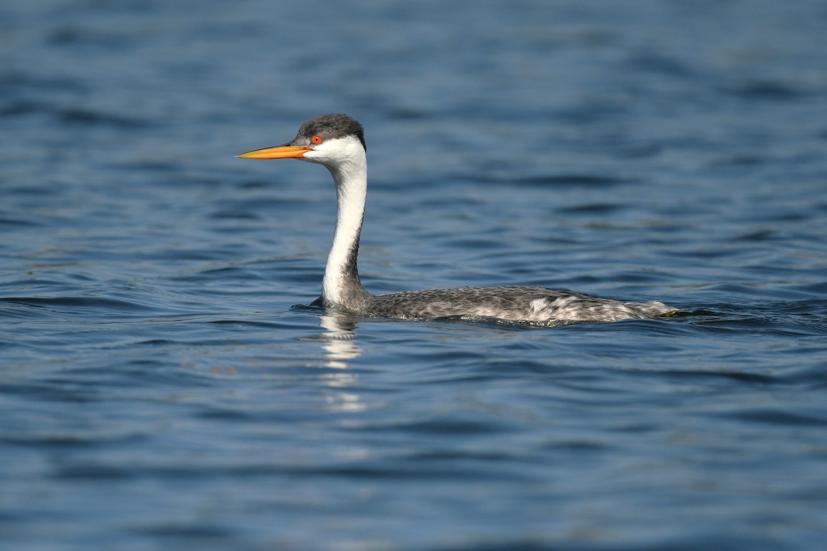 Western x Clark's Grebe (hybrid) - ML626111931