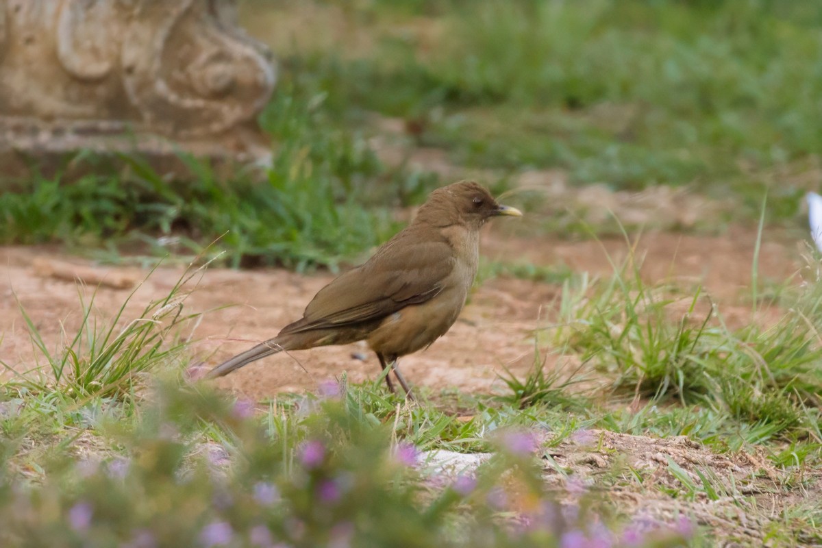 Clay-colored Thrush - ML626111956