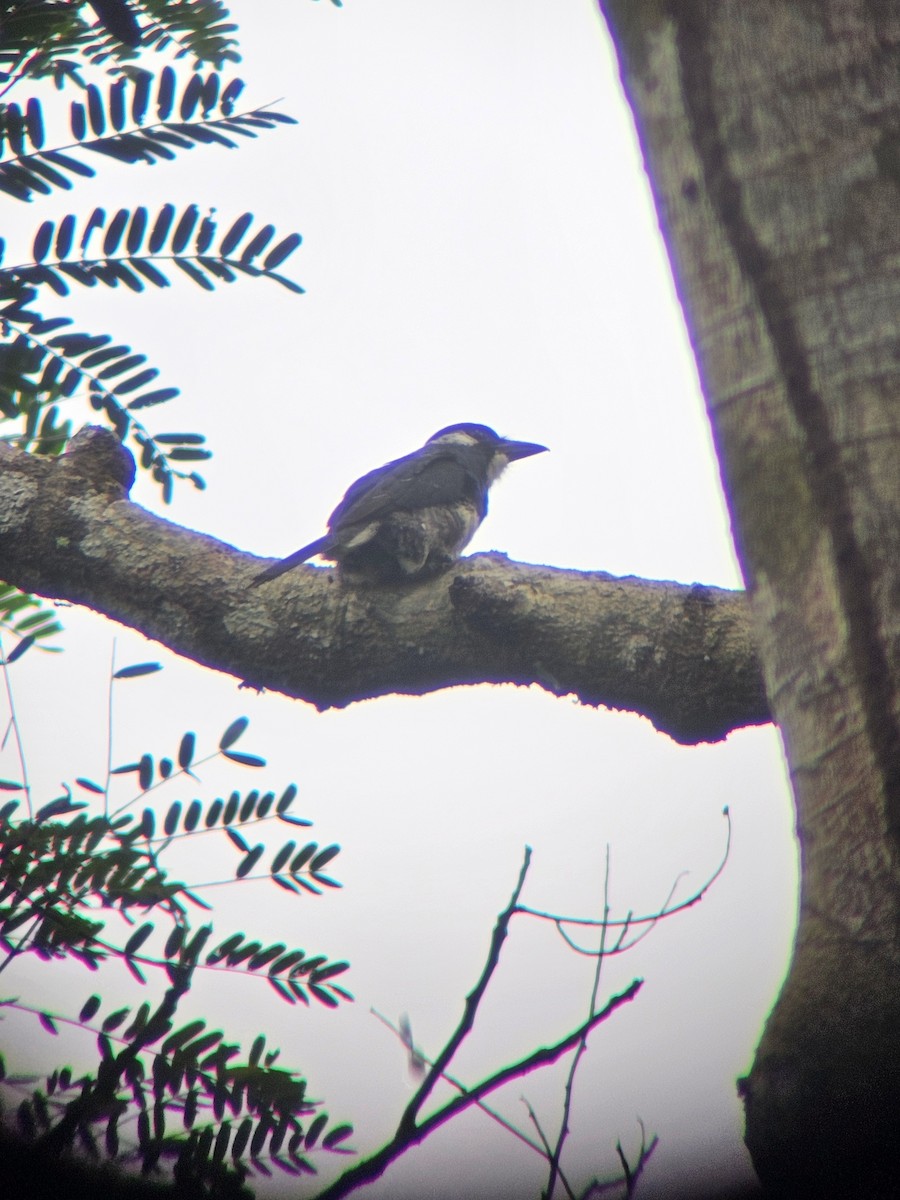 Black-breasted Puffbird - ML626111974