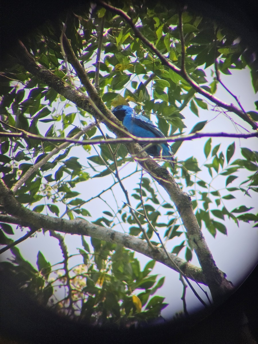 Blue Cotinga - ML626111992