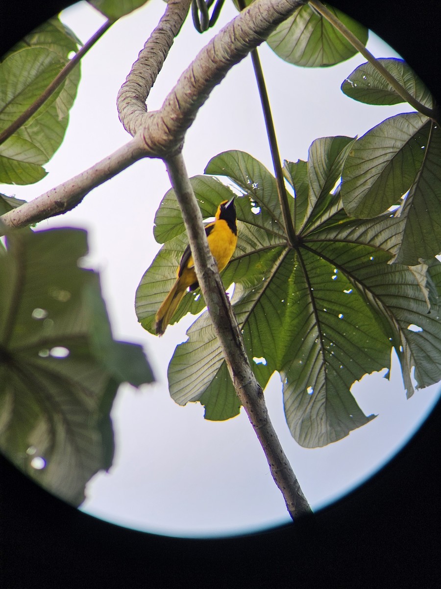 Yellow-tailed Oriole - ML626112023