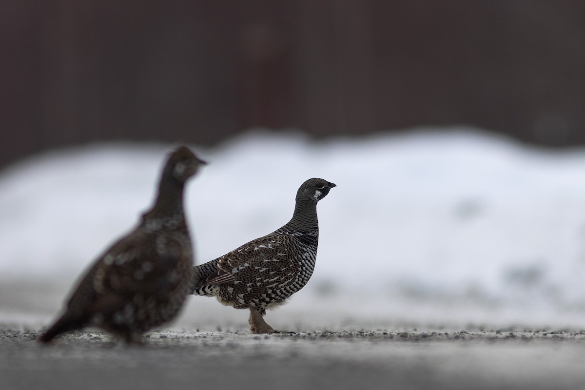 Spruce Grouse - ML626112103