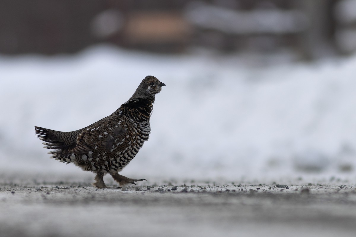 Spruce Grouse - ML626112104