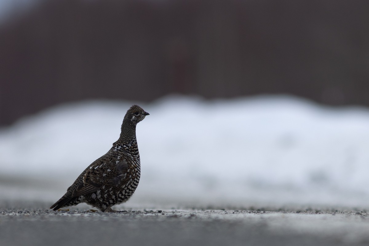 Spruce Grouse - ML626112105