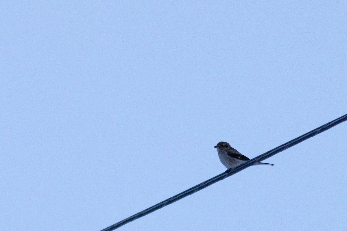 Northern Shrike - ML626112150