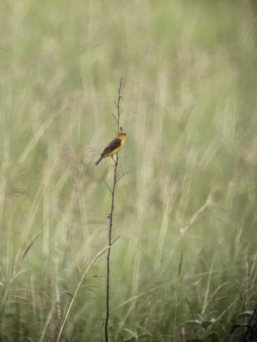 Grassland Yellow-Finch - ML626112183
