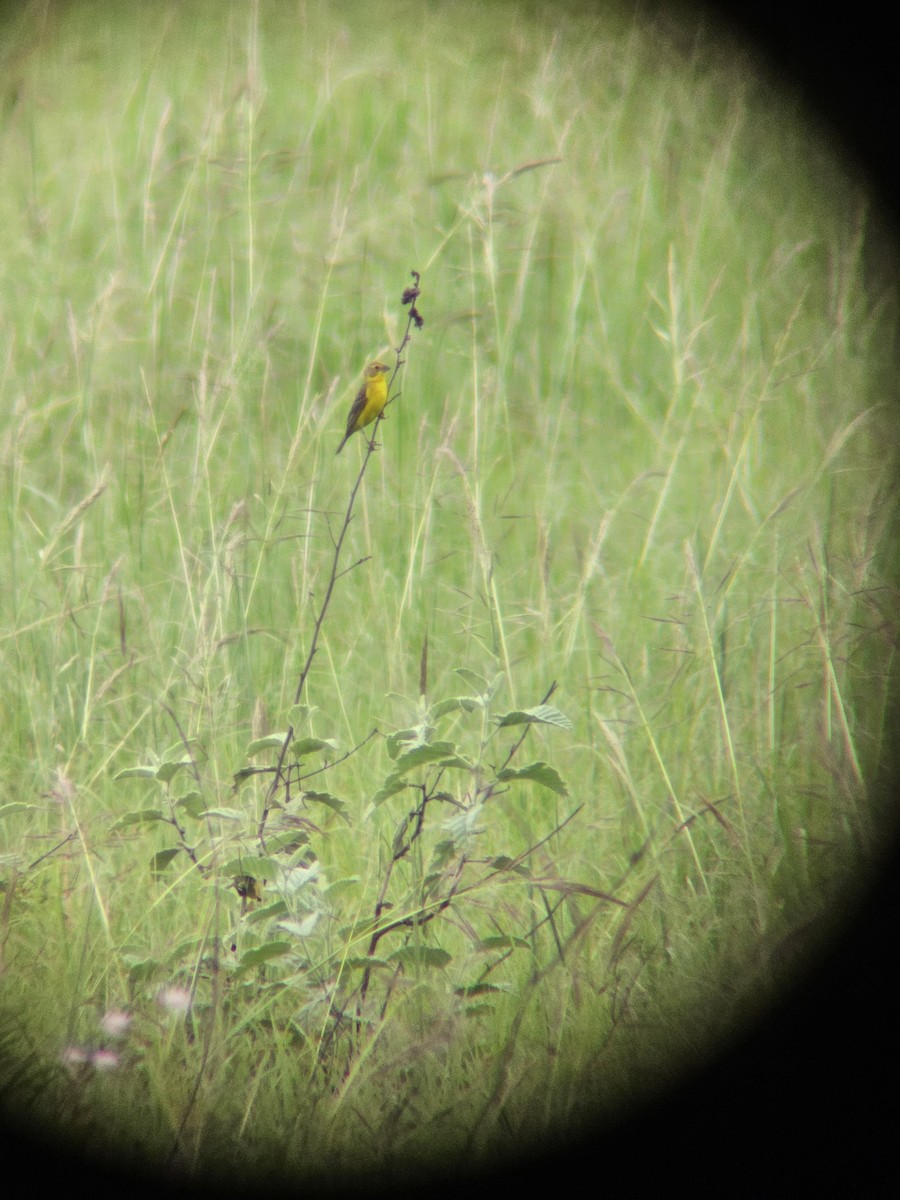 Grassland Yellow-Finch - ML626112184
