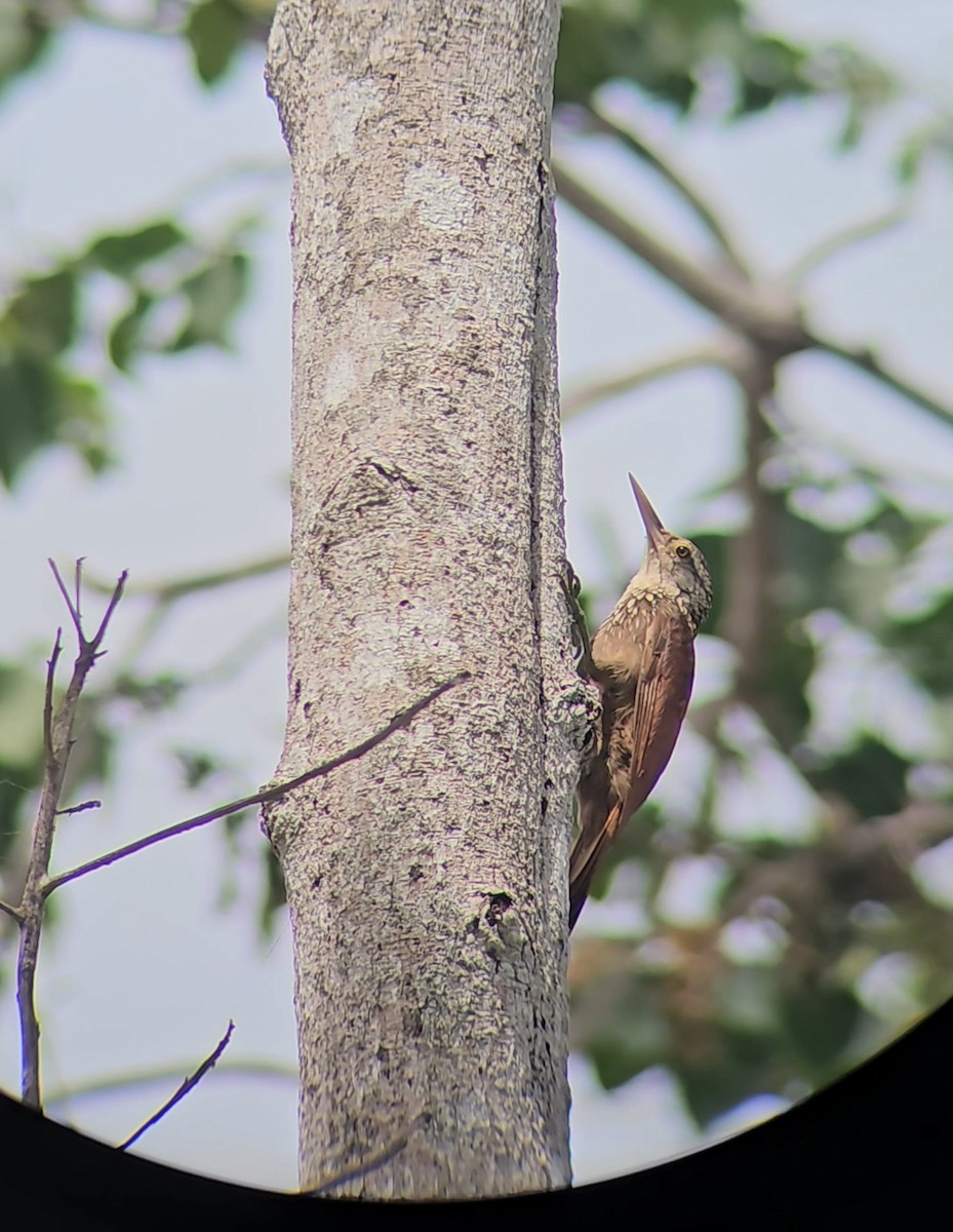 Straight-billed Woodcreeper - ML626112231
