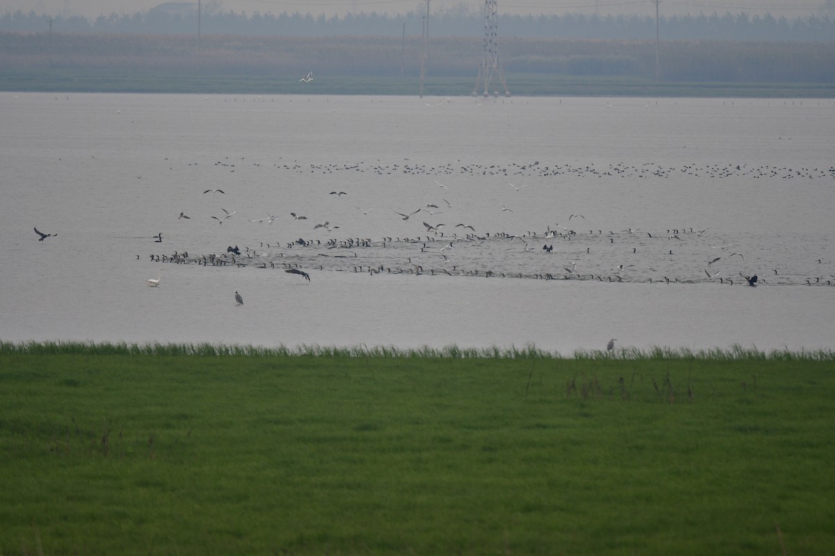 Cormorano - ML626112255