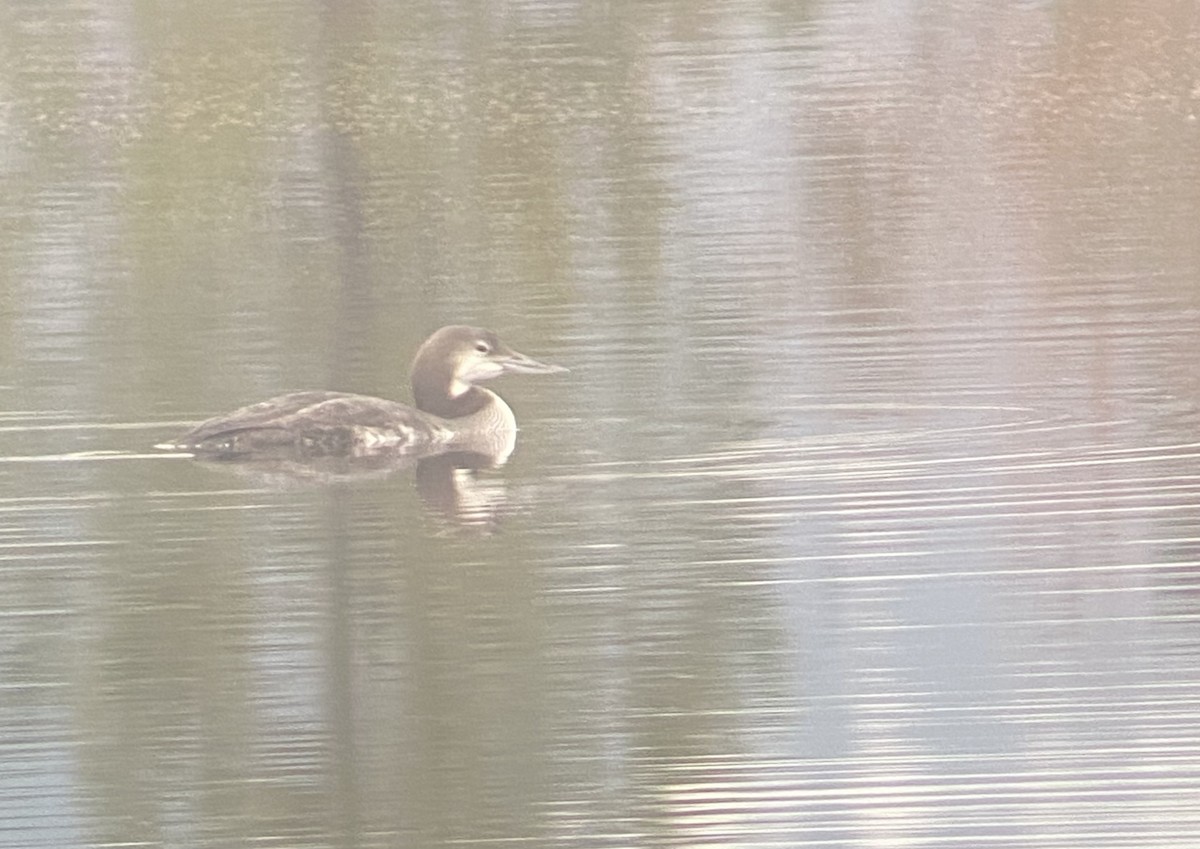Common Loon - ML626112256