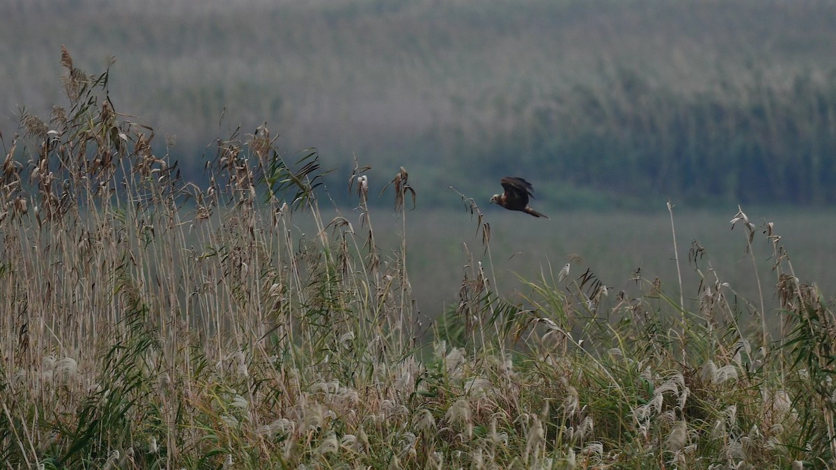 Eastern Marsh Harrier - ML626112271