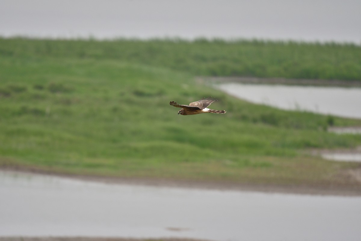 Albanella reale - ML626112283