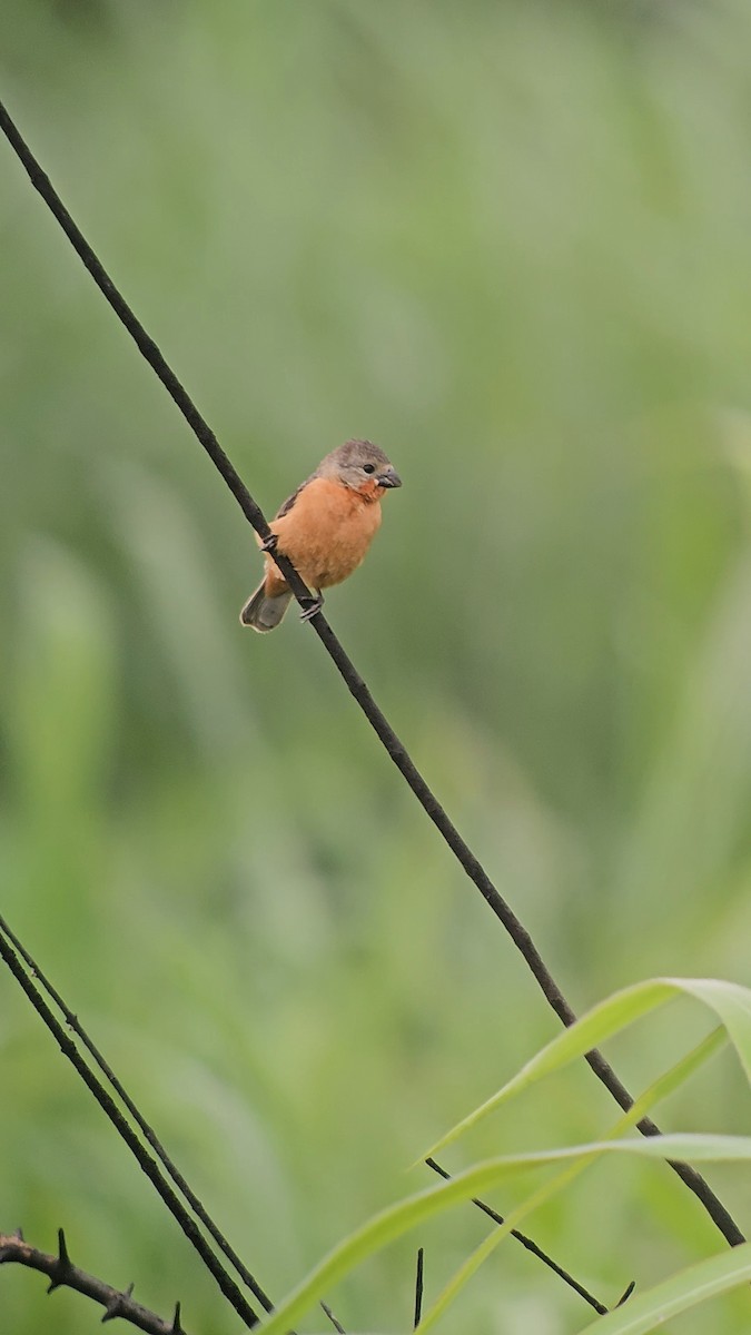 Ruddy-breasted Seedeater - ML626112297
