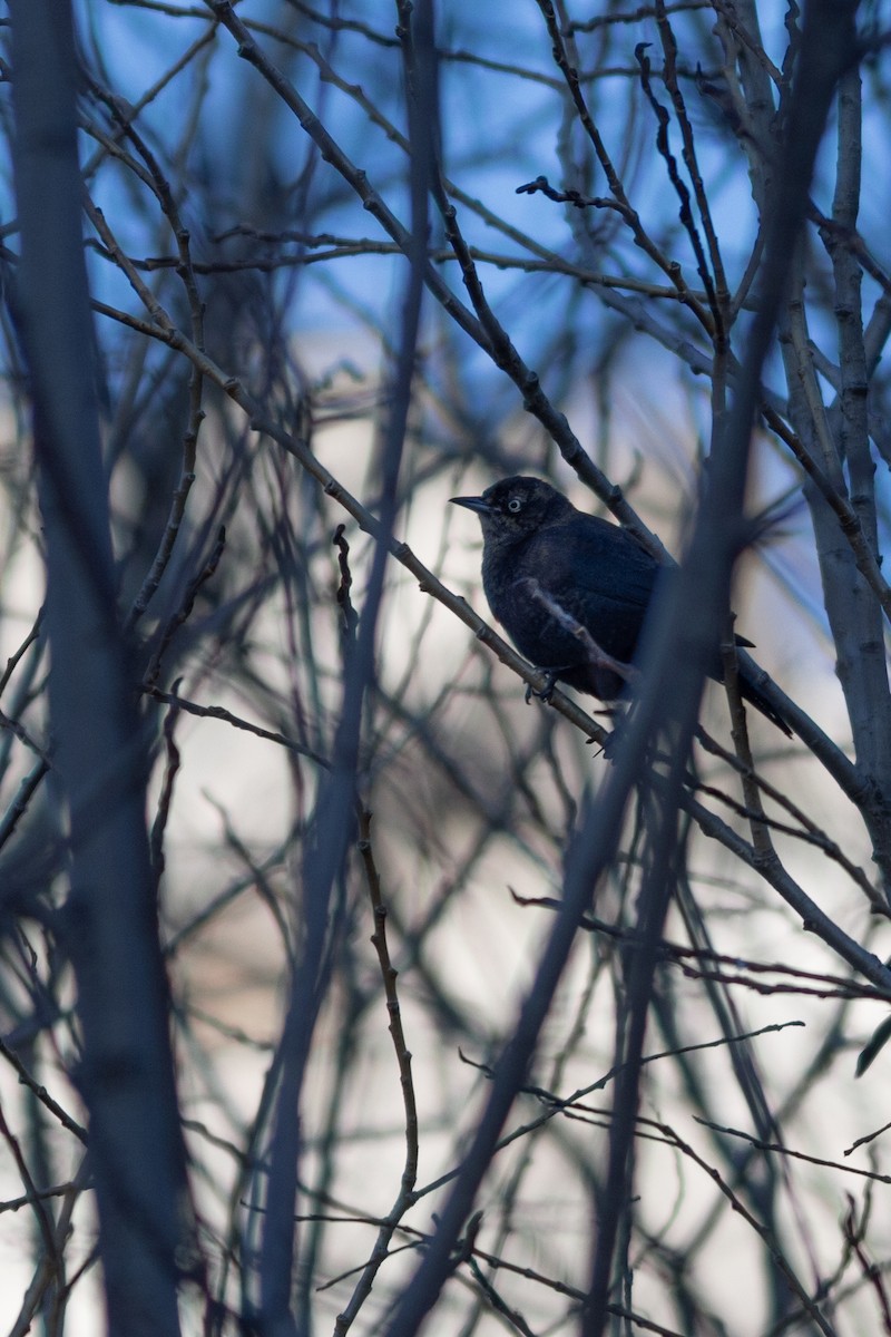Rusty Blackbird - ML626112298