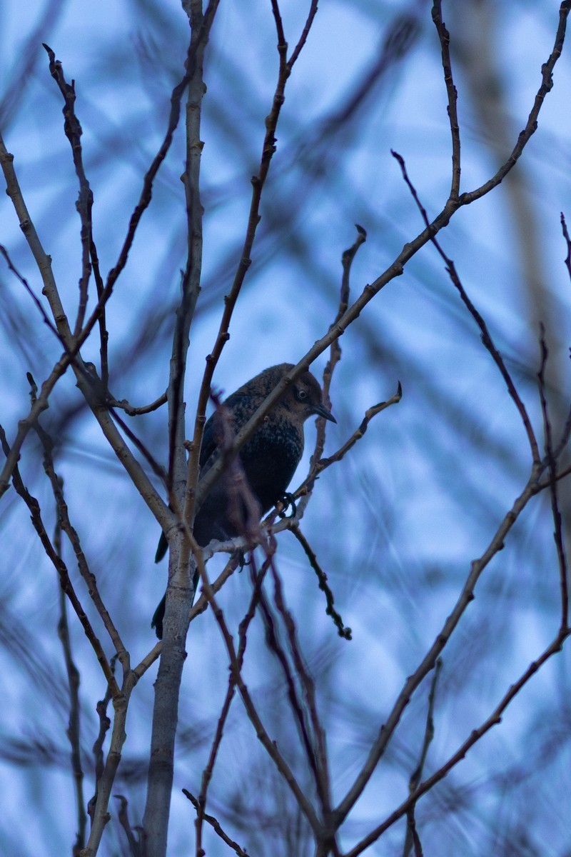 Rusty Blackbird - ML626112299