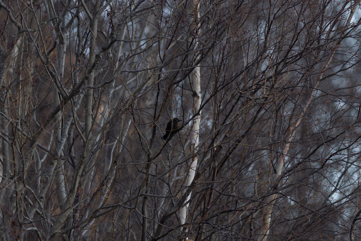 Rusty Blackbird - ML626112300