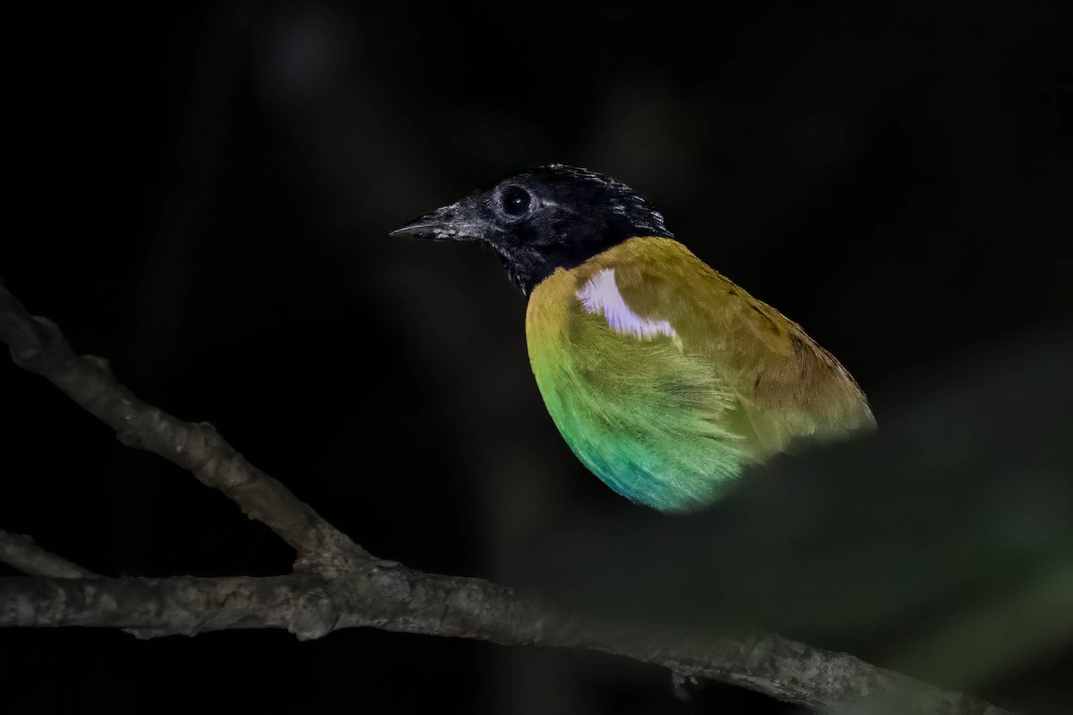 Eastern Hooded Pitta - ML626112306