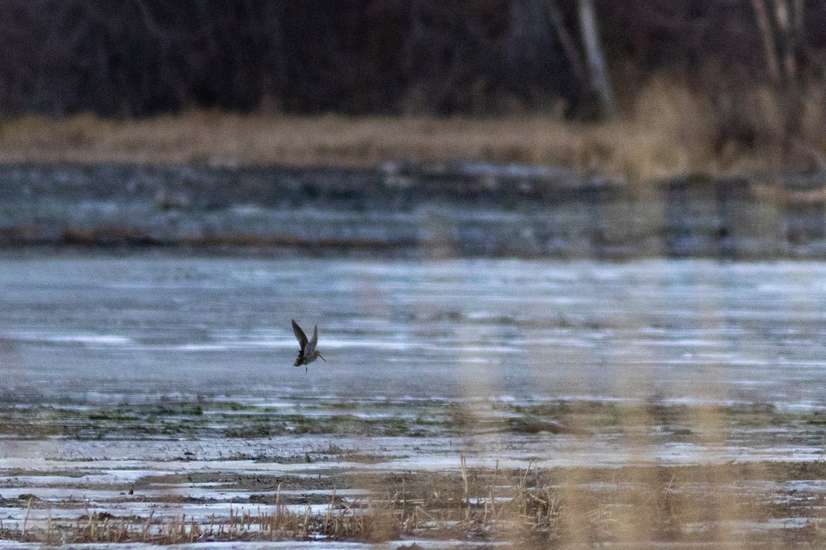 Wilson's Snipe - ML626112324