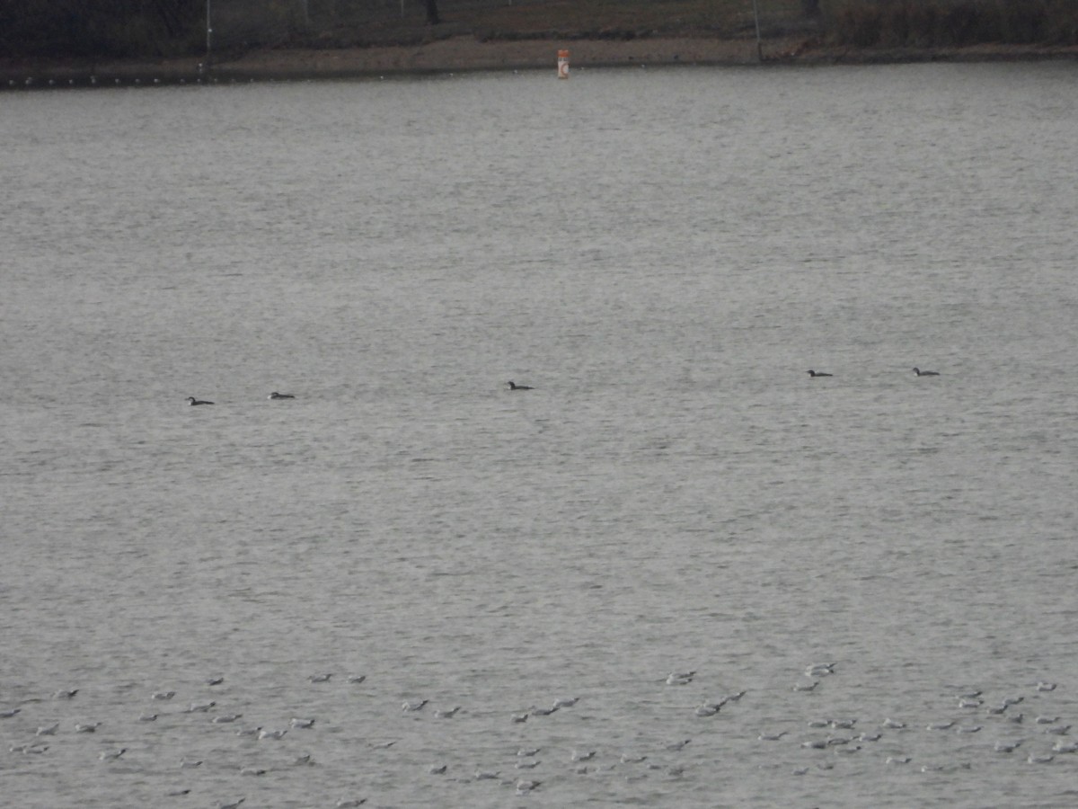 Common Loon - ML626112331