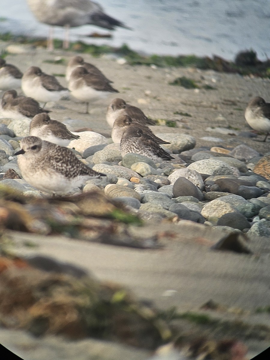 Rock Sandpiper - ML626112396