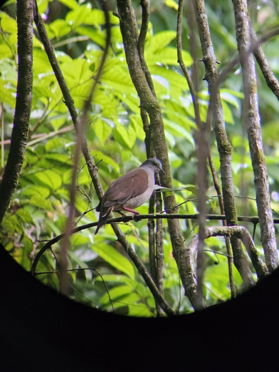 Gray-headed Dove (Brown-backed) - ML626112406