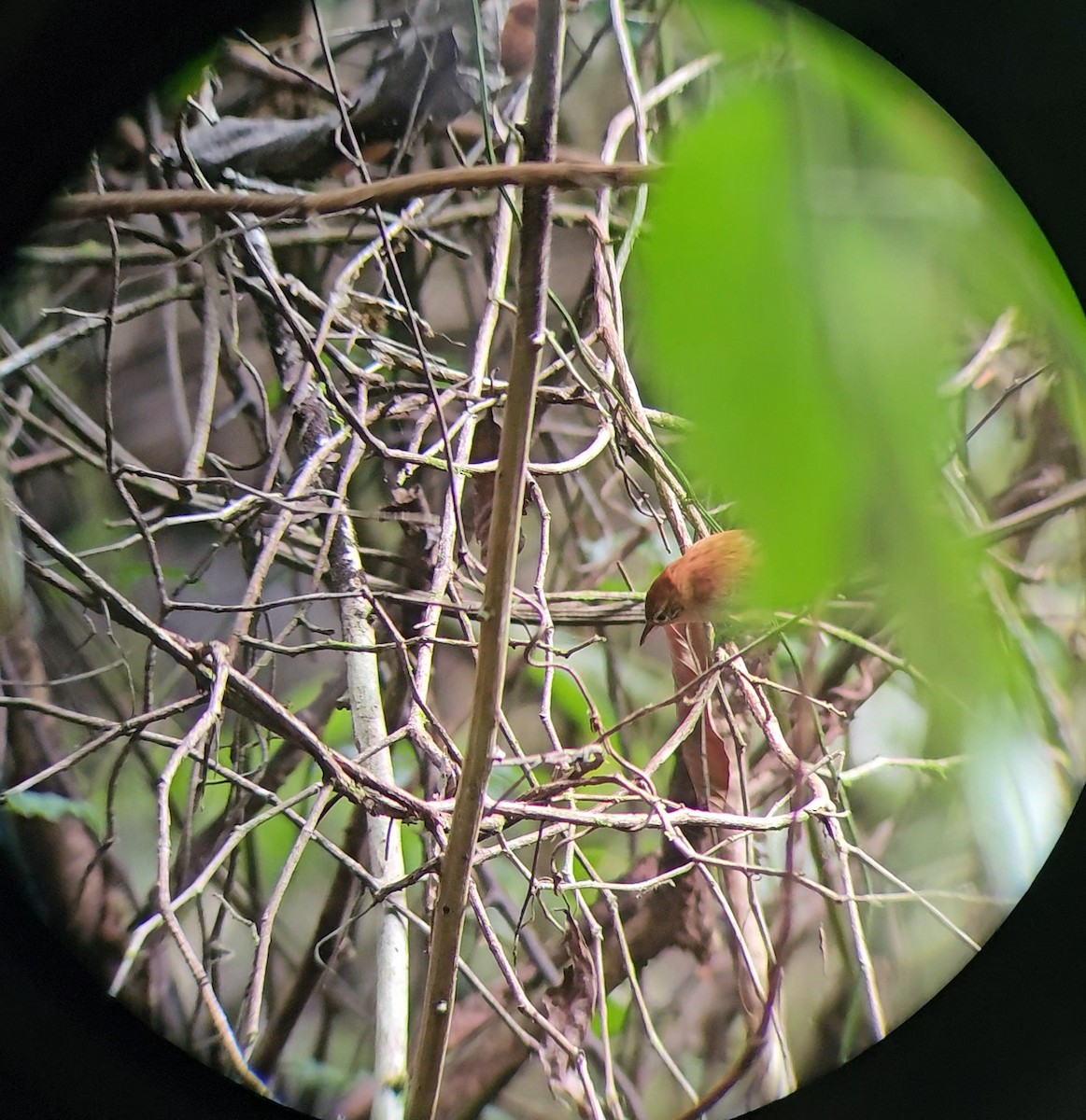 Coiba Spinetail - ML626112658