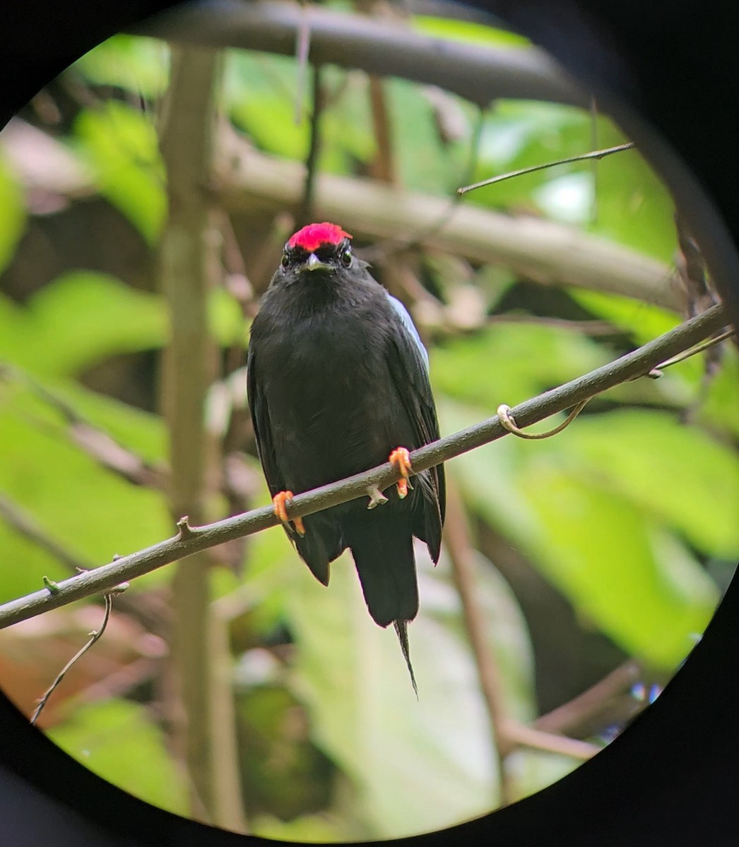 Lance-tailed Manakin - ML626112678