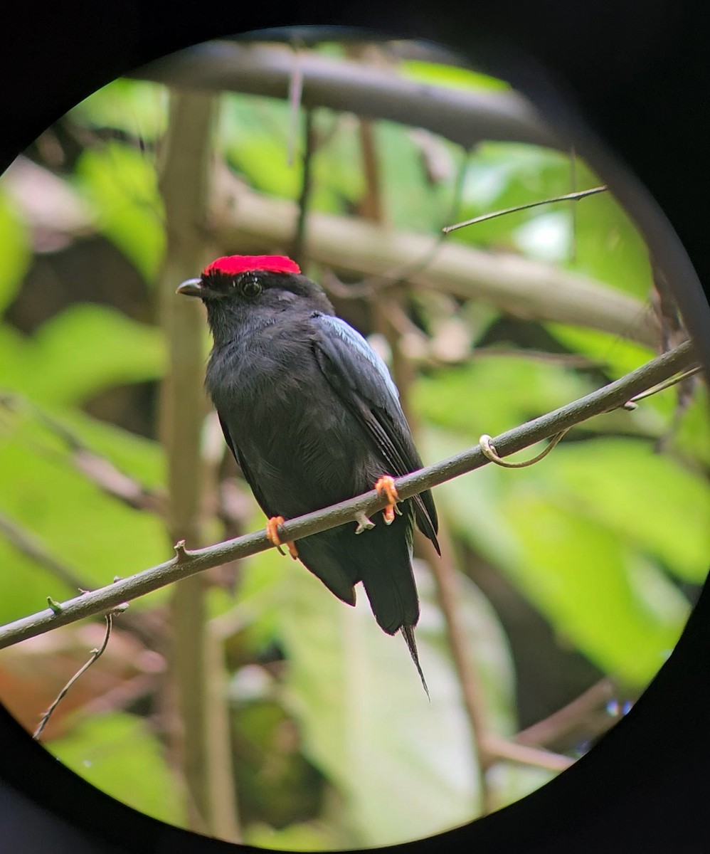 Lance-tailed Manakin - ML626112679