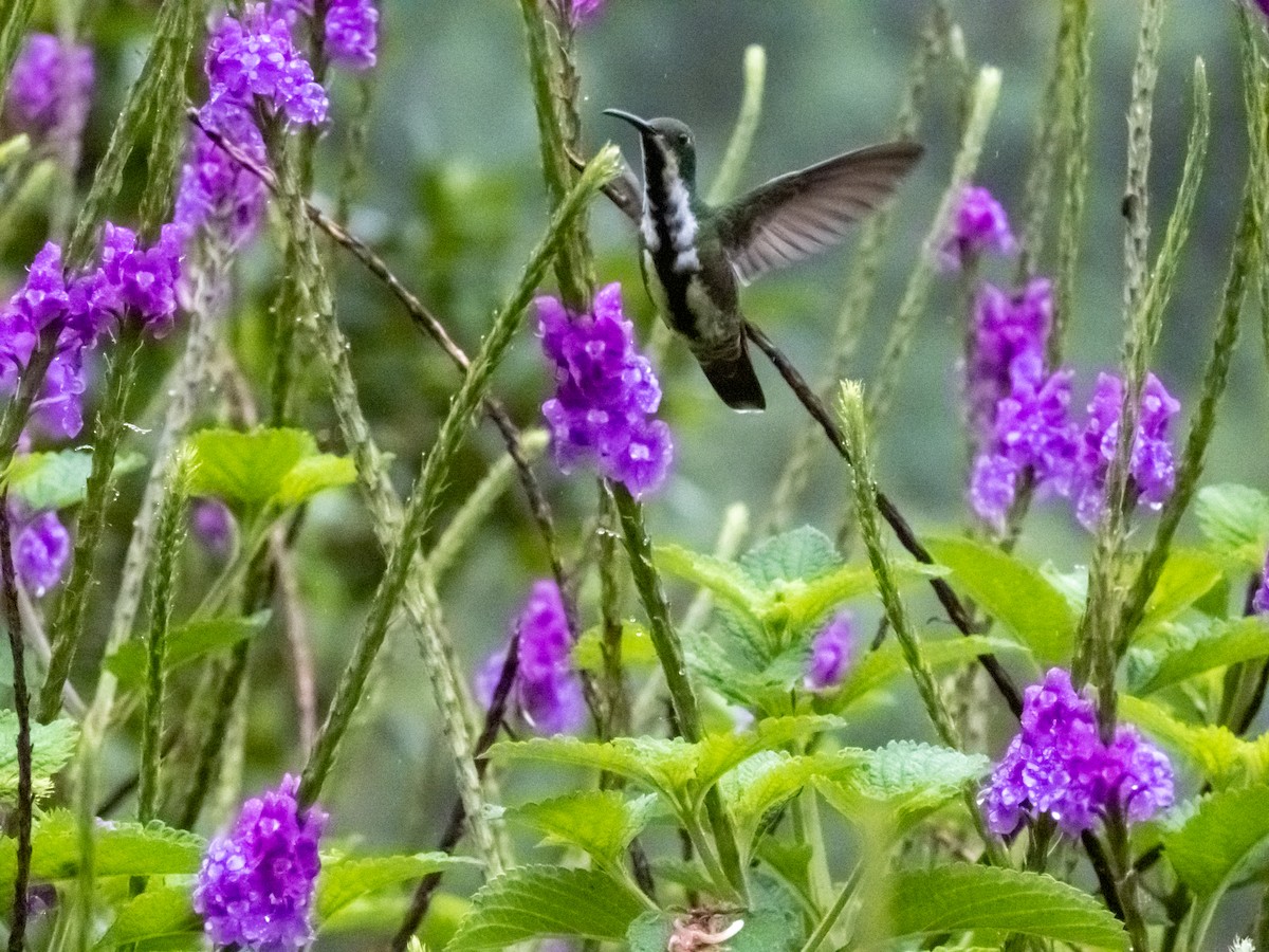 Black-throated Mango - ML626112708