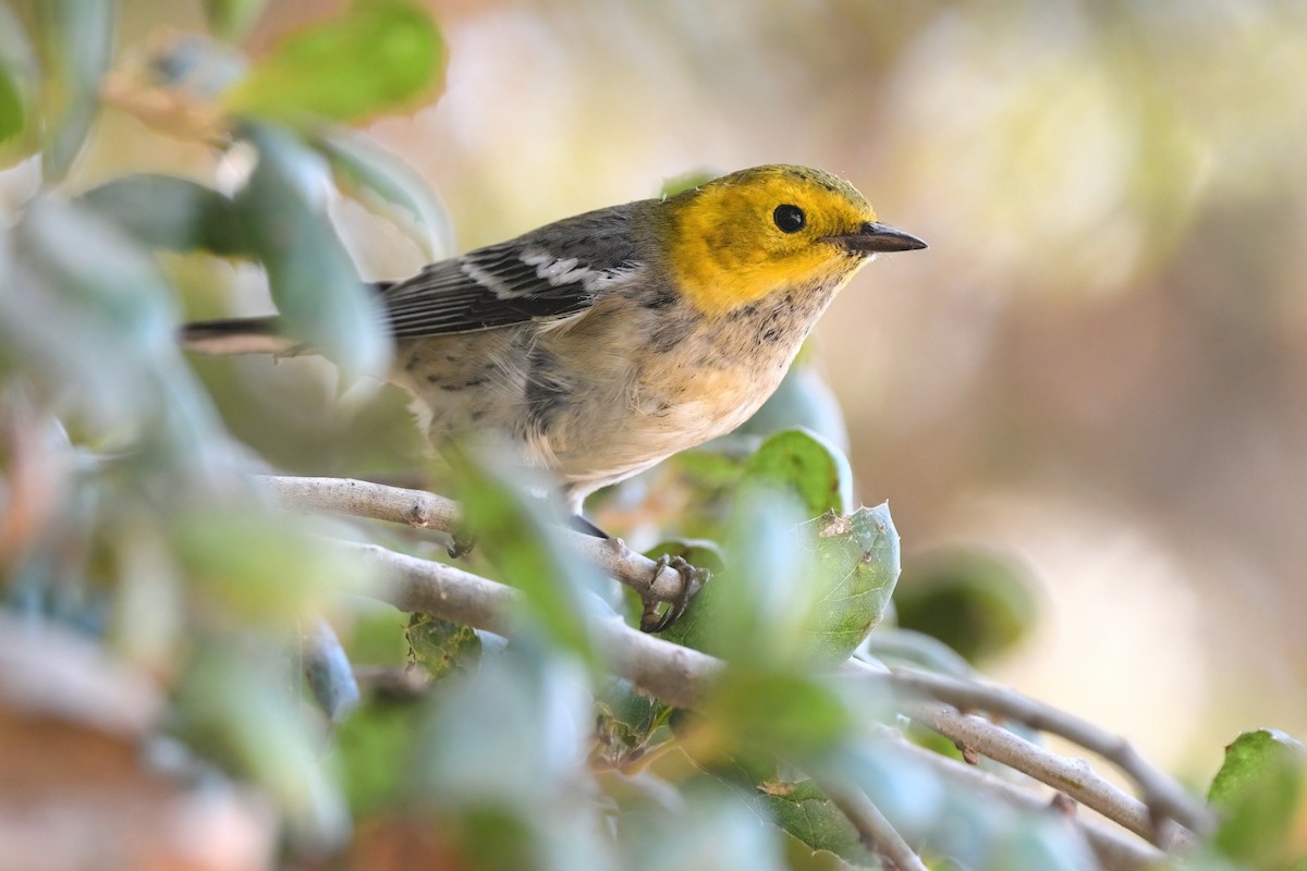 Hermit Warbler - ML626112729