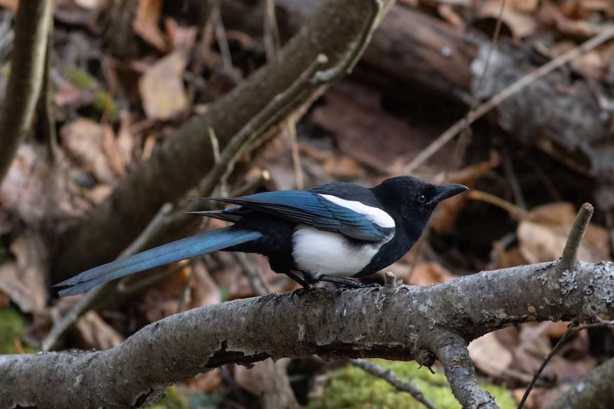 Black-billed Magpie - ML626112746
