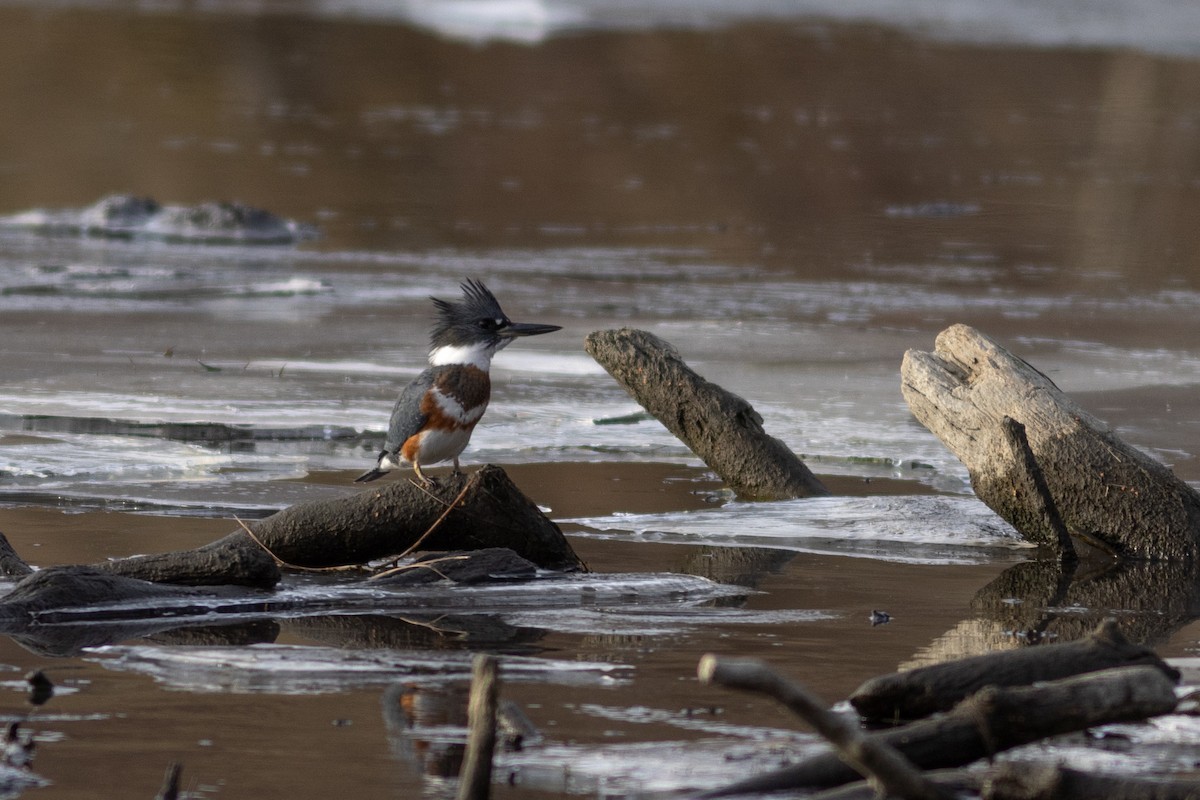 Belted Kingfisher - ML626112747