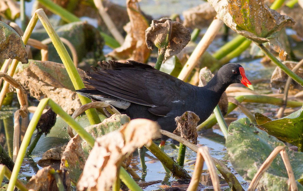 Gallinule d'Amérique - ML62611281