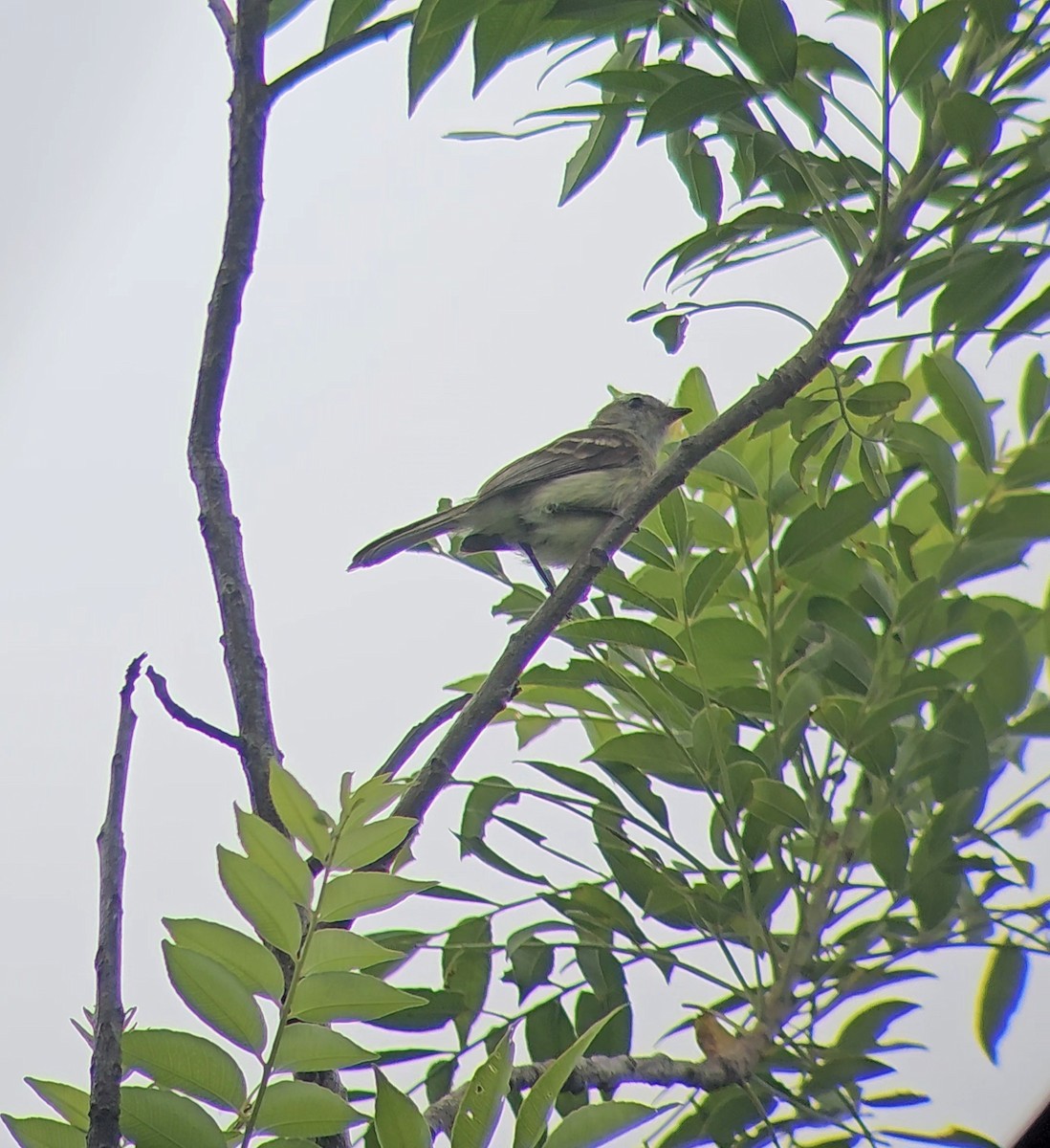 Mouse-colored Tyrannulet (Northern) - ML626112900