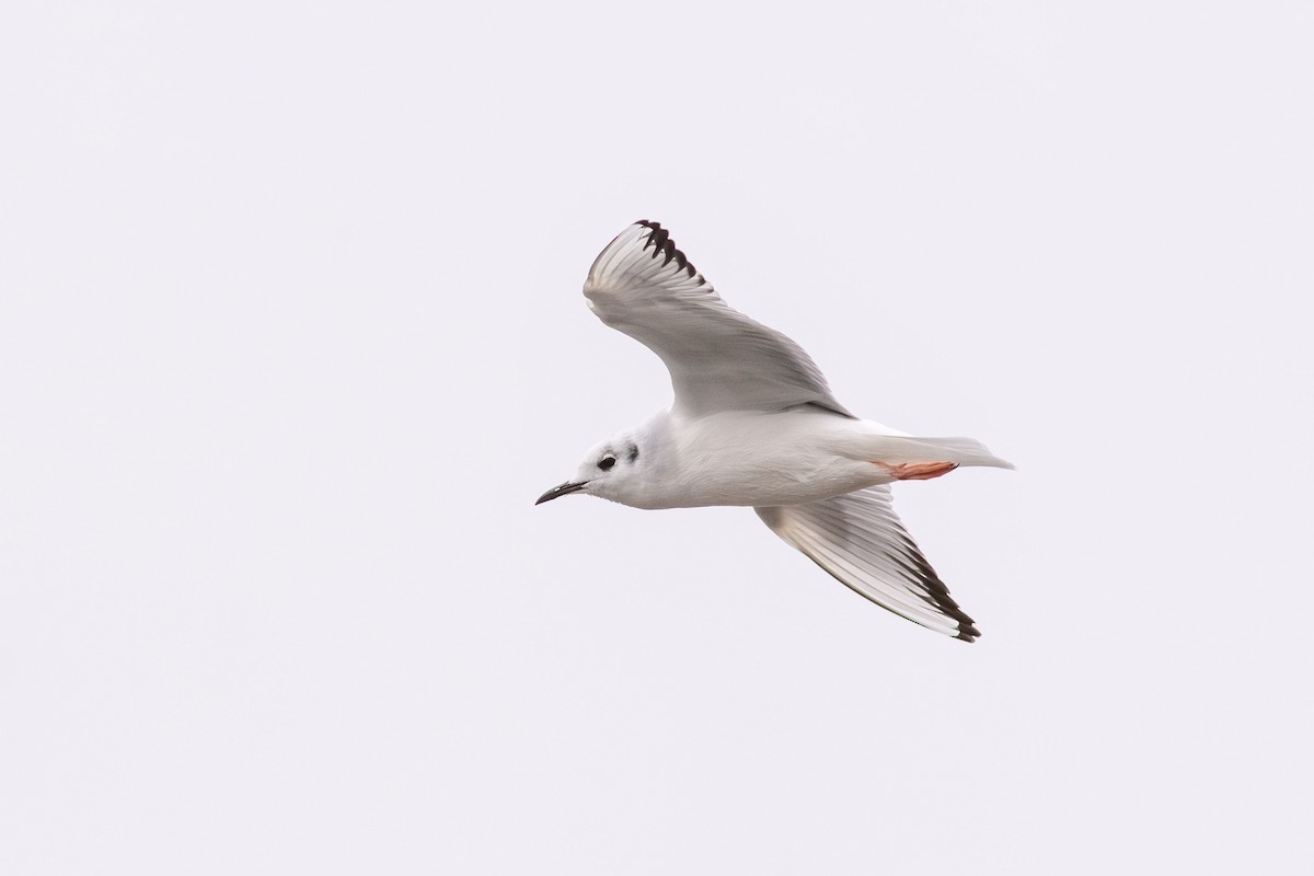 Bonaparte's Gull - ML626112925