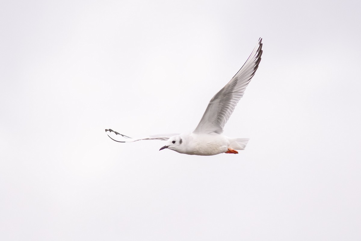 Bonaparte's Gull - ML626112926